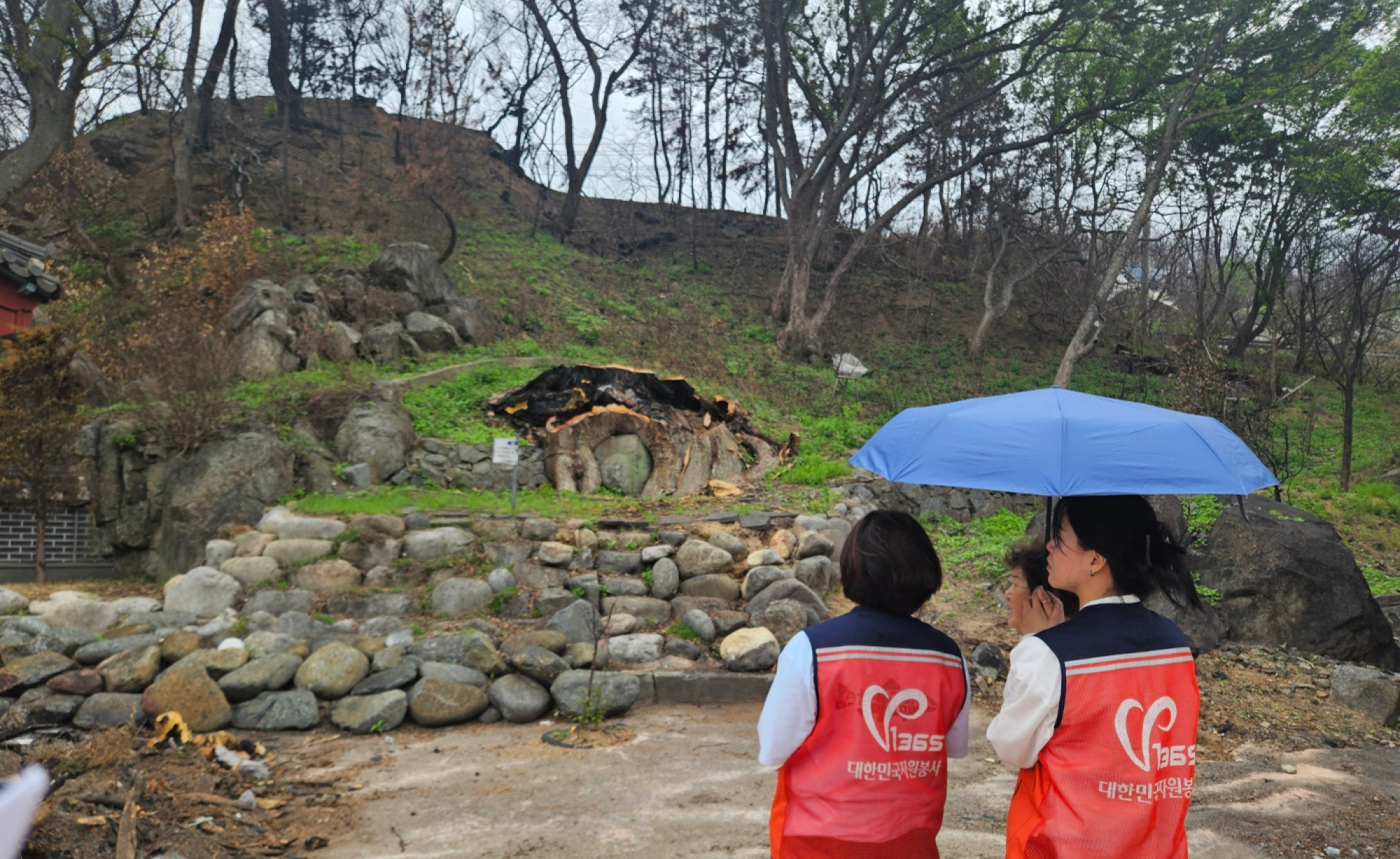 마을을 지키던 당산나무가 사라진 자리