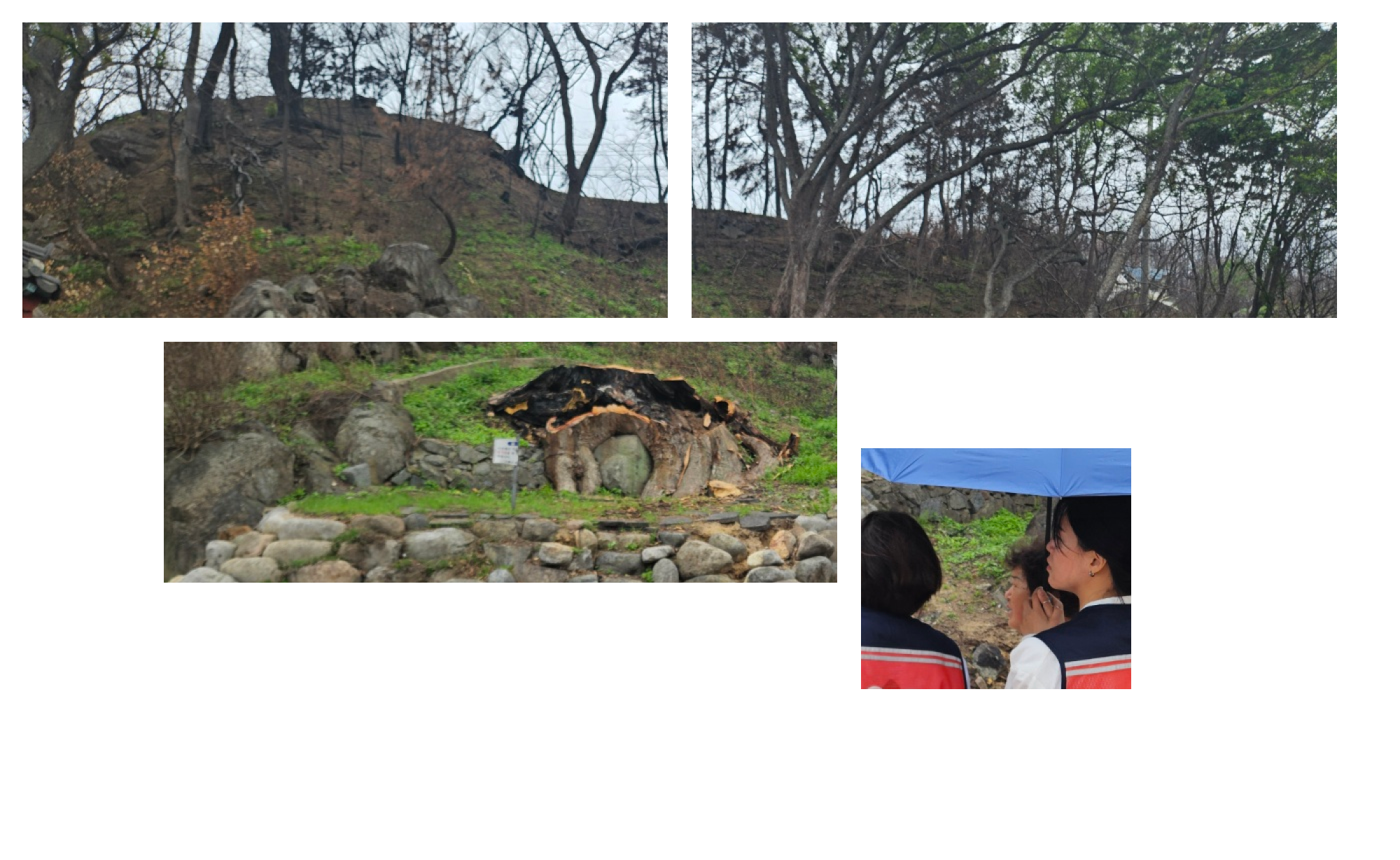 마을을 지키던 당산나무가 사라진 자리 분할 이미지